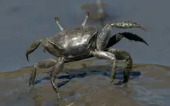 Sand fiddler crab (Uca pugilator)