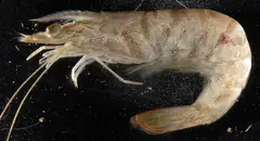 Pink shrimp (Penaeus duorarum)