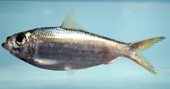 Scaled sardine (Harengula jaguana), sold as whitebait