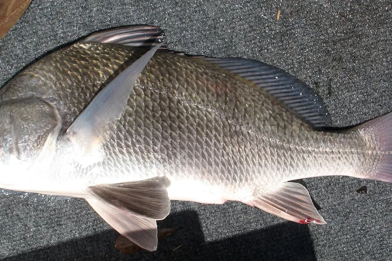 Black drum, side view