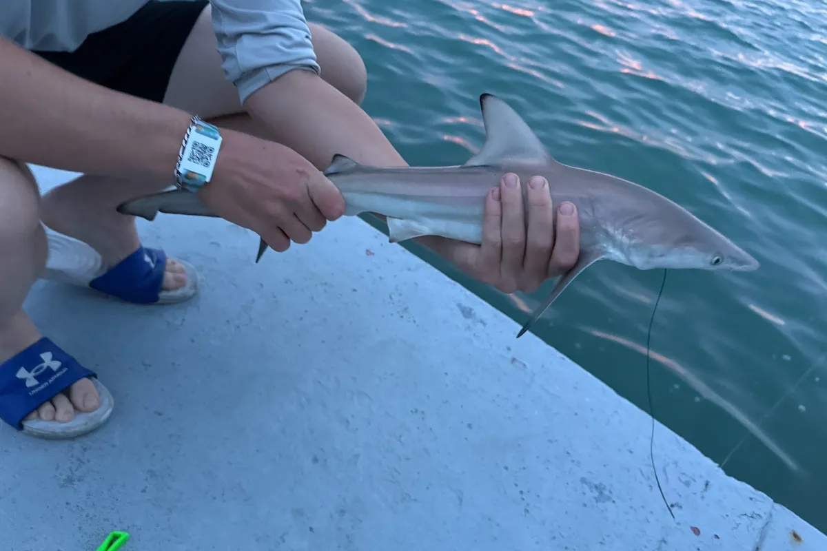 Live blacktip shark swimming