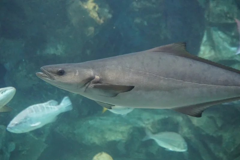 Cobia, side view