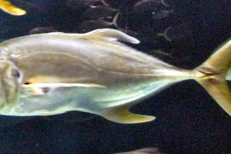 Crevalle jack, side view