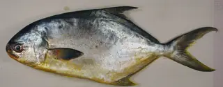 Florida pompano, side view