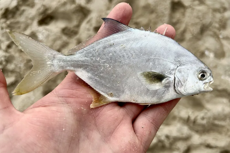 Florida pompano, side view