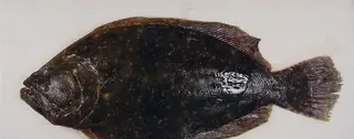 Flounder, side view
