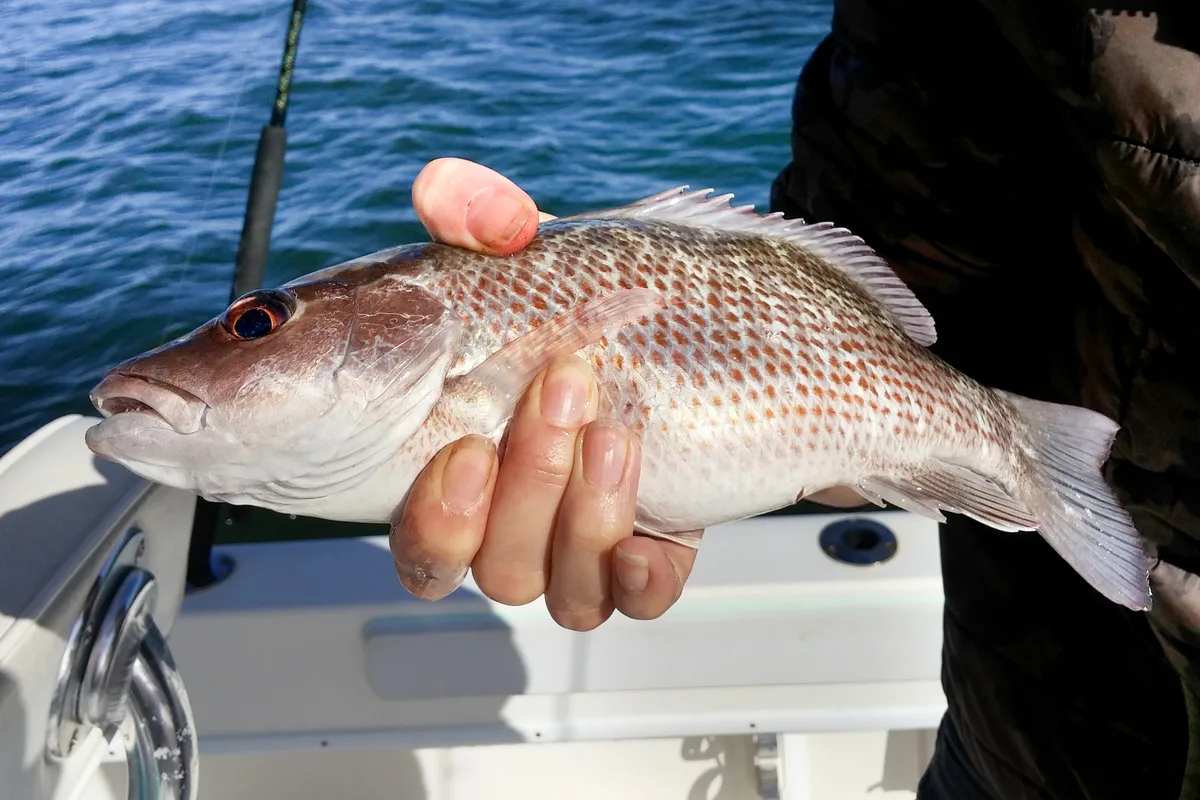 Angler holding a mangrove (gray) snapper on a boat