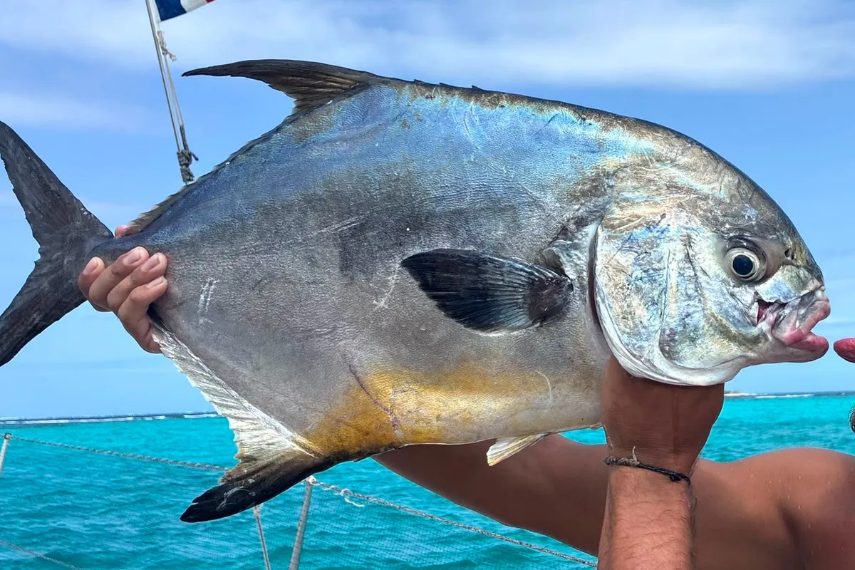 Live permit swimming