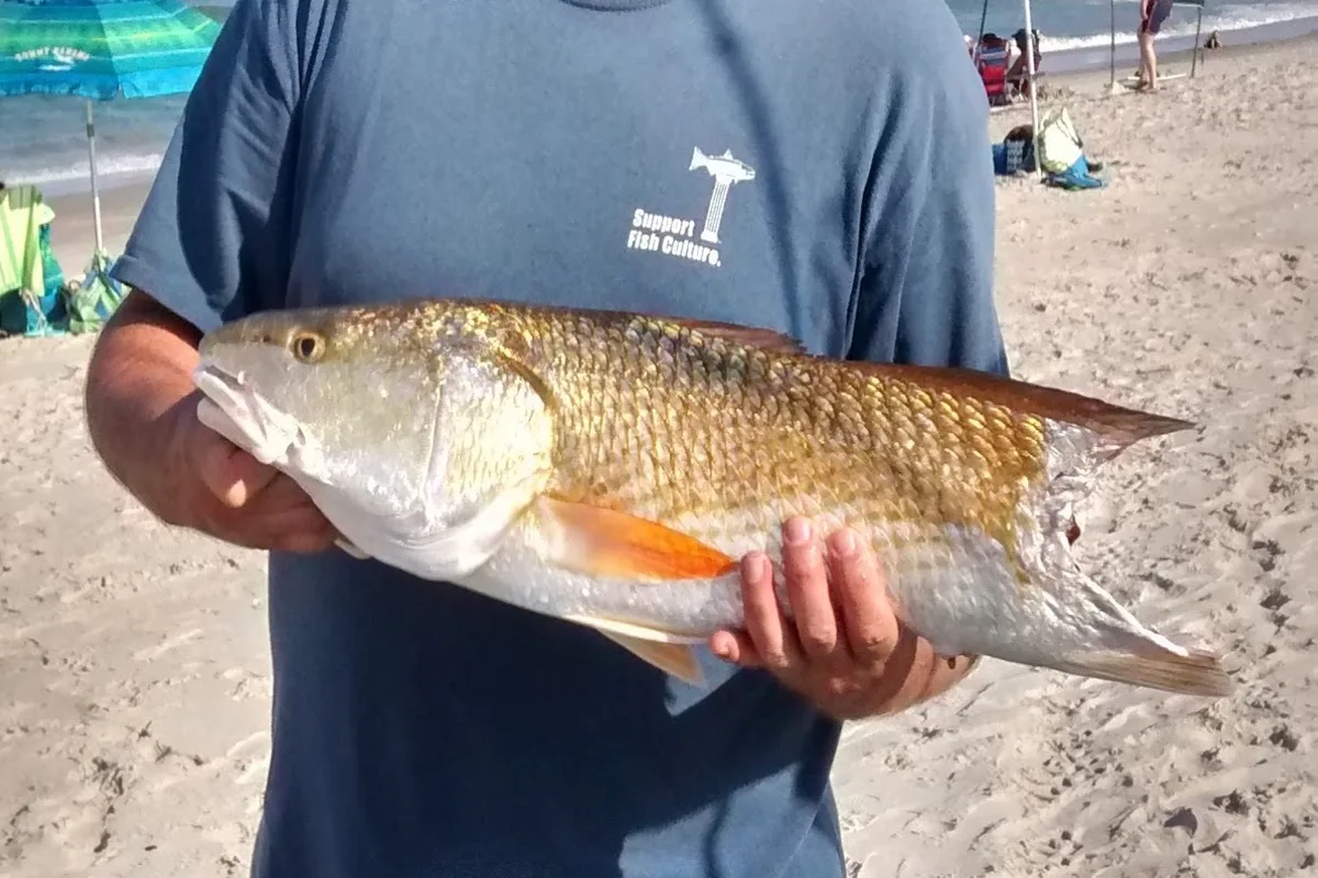 Angler holding a large redfish with a black tail spot on the beach