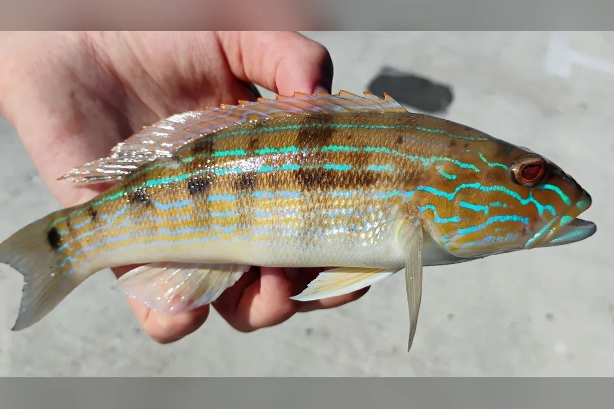 Sand perch with blue face lines held in hand