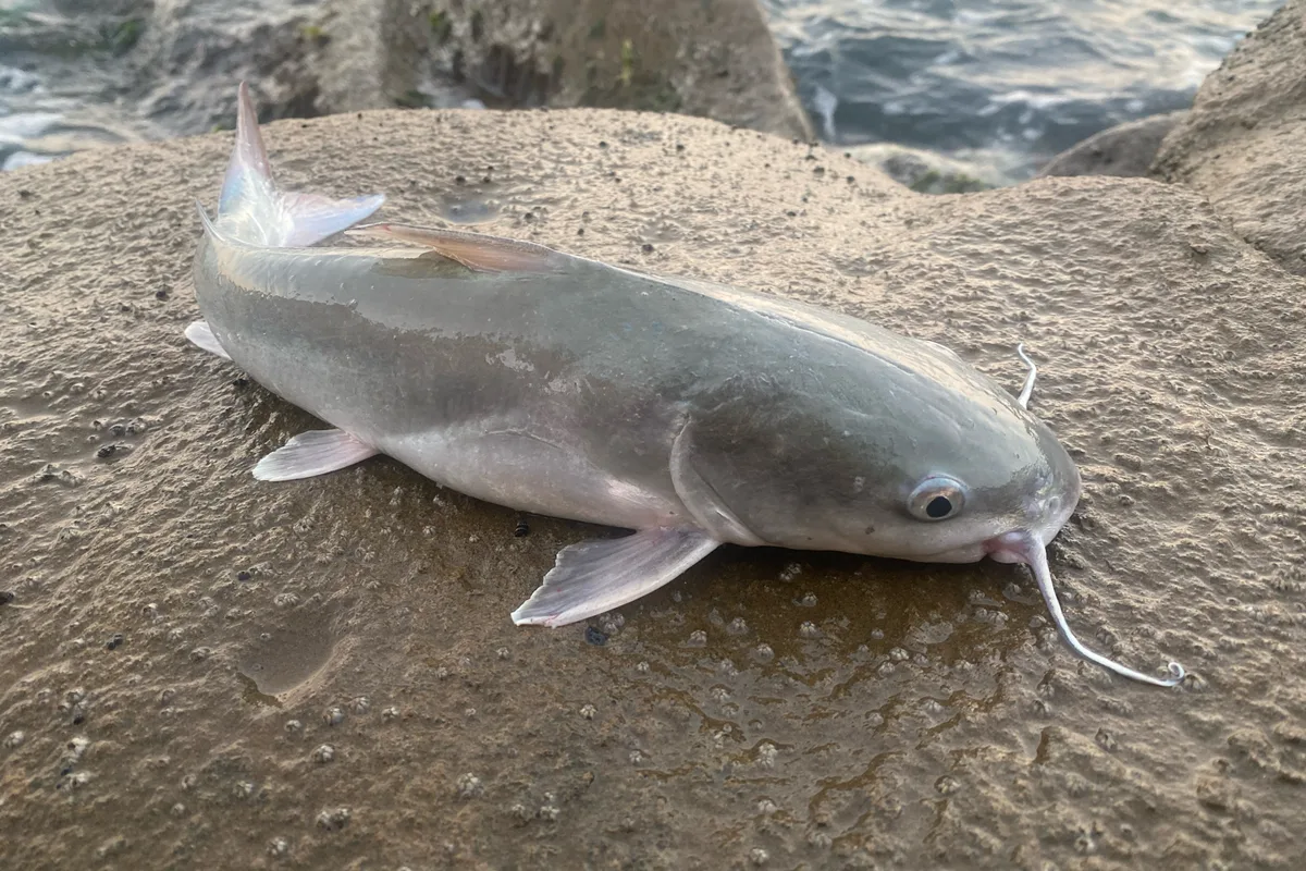 Hardhead sea catfish held carefully above a landing net