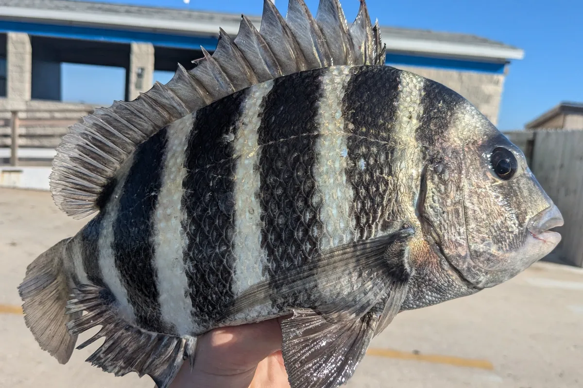 Angler holding a striped sheepshead on a pier