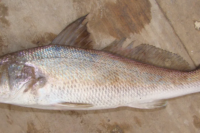 Whiting, side view