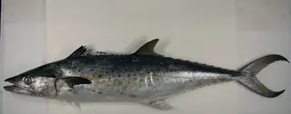 Spanish mackerel, side view