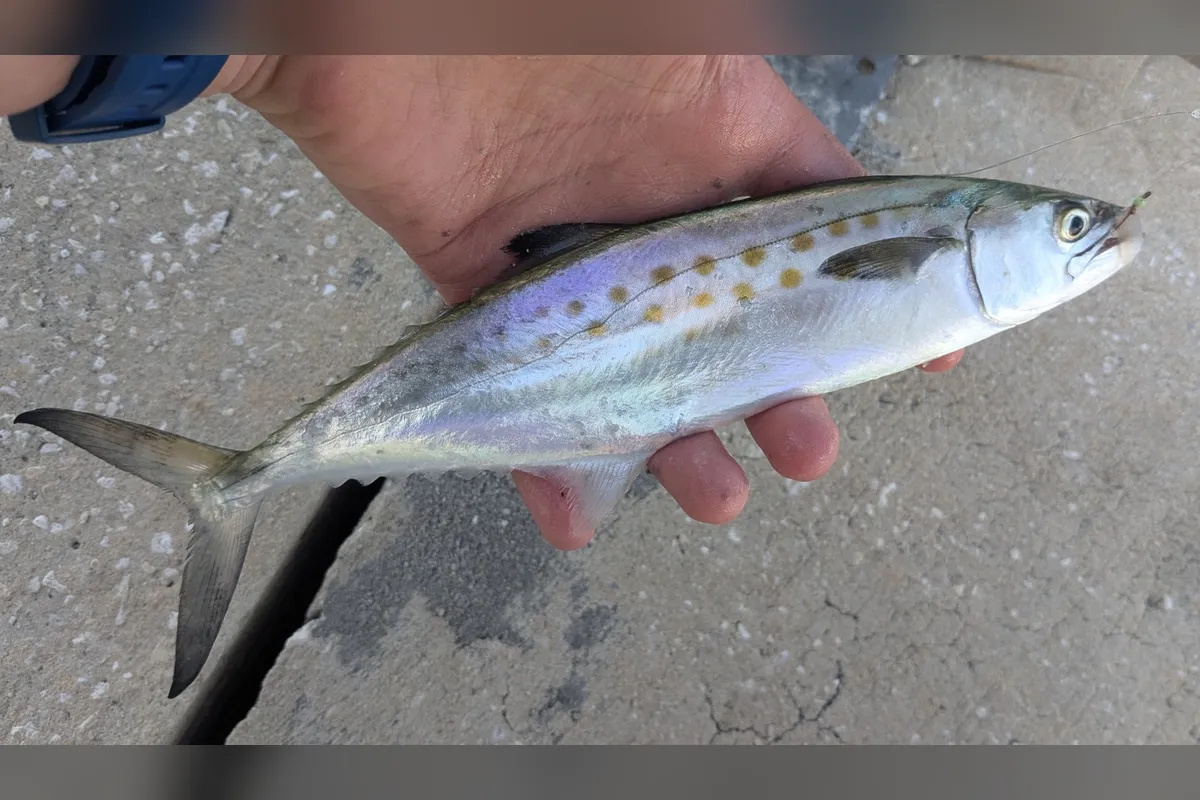 Hand holding a Spanish mackerel with gold spots