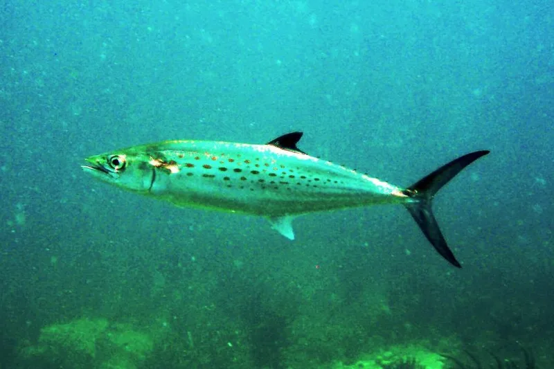 Spanish mackerel, side view