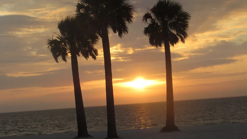 Palm trees at sunset on the Fred Howard Park beach