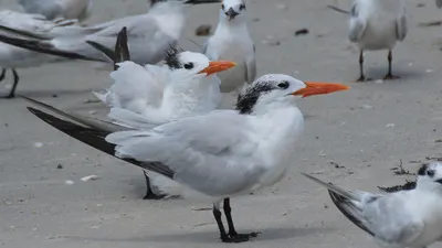 Royal and Cabot's terns on the sand at Redington Shores