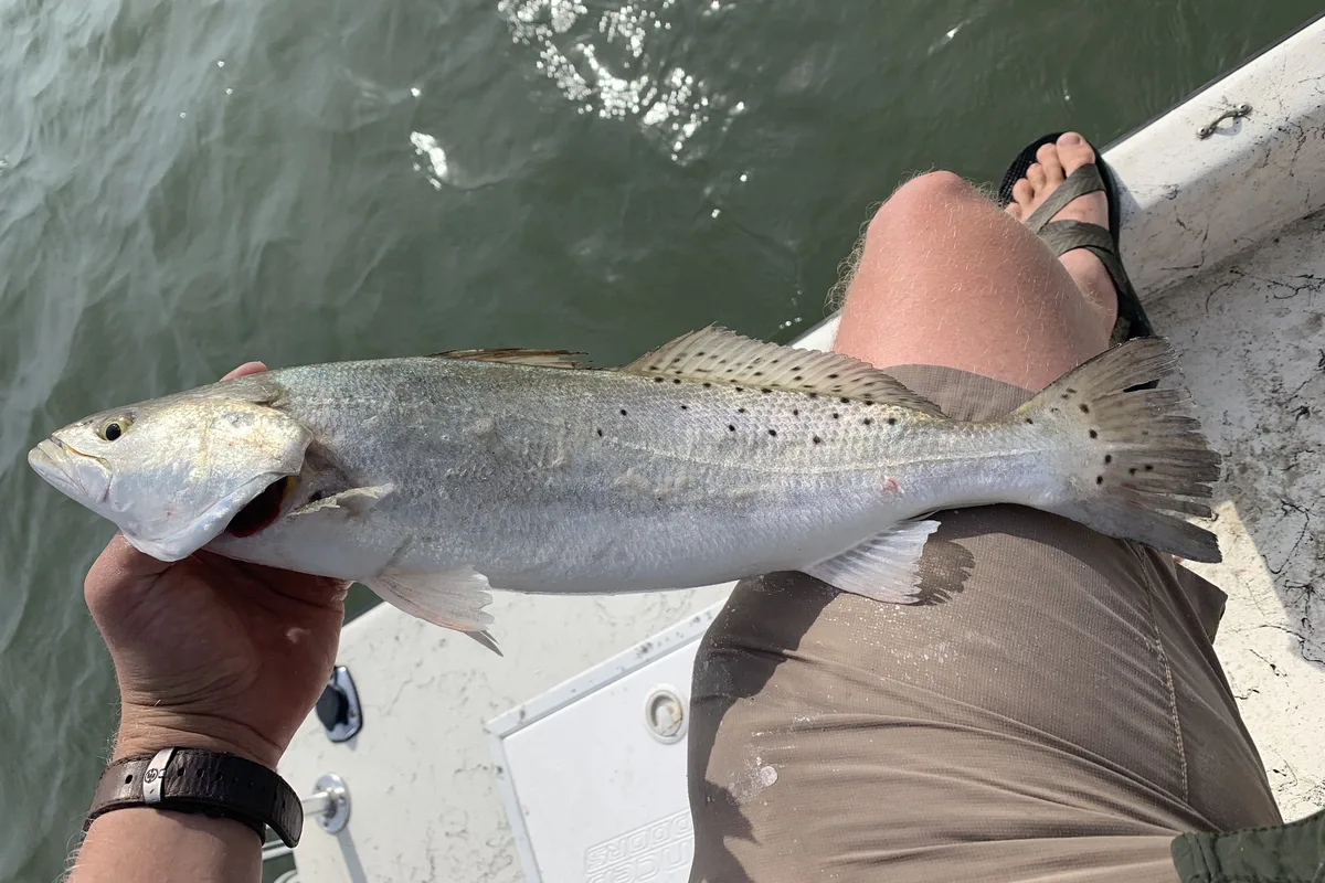 Big spotted seatrout held across an angler's lap on a boat