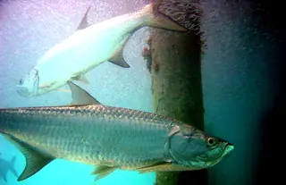 Tarpon swimming