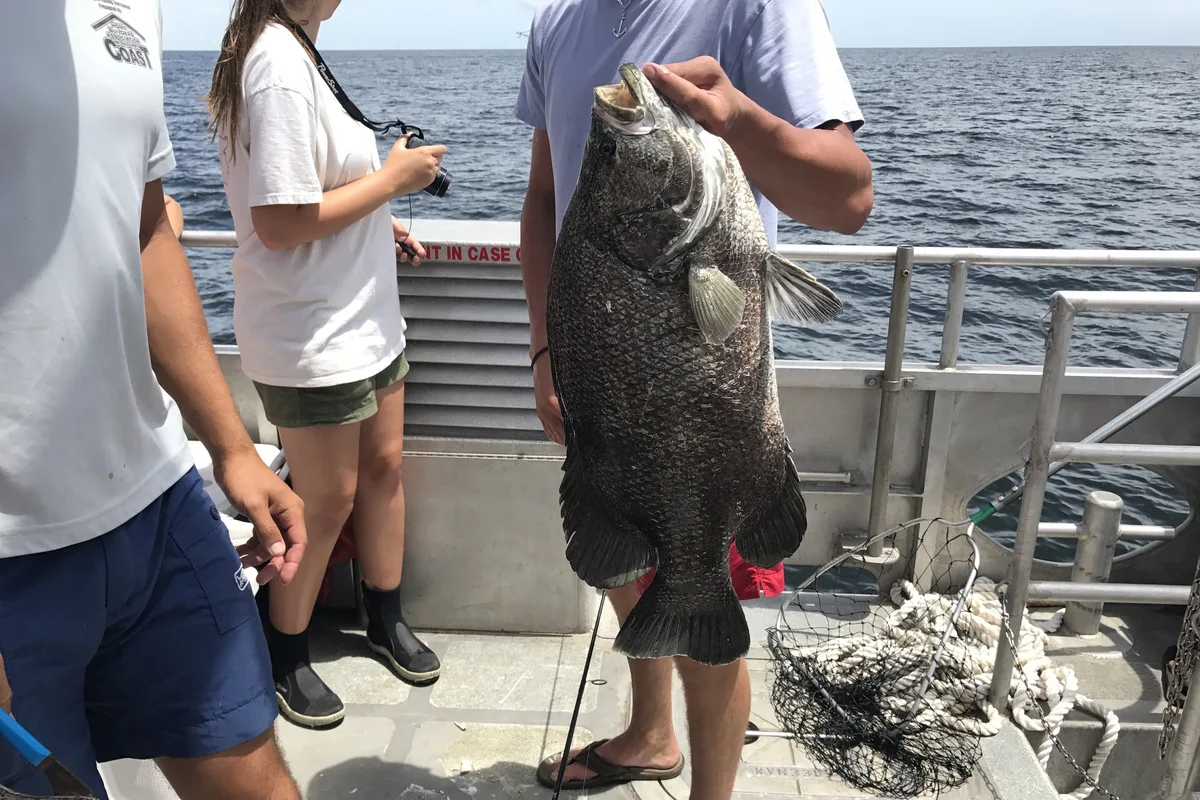 Young mottled tripletail held in an open hand